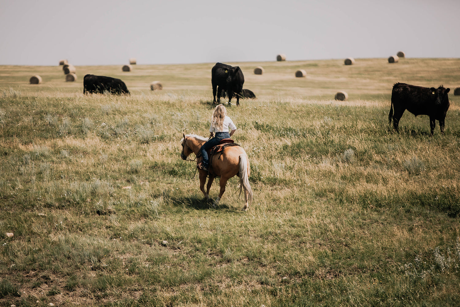 A rider moving through cattle on the ranch