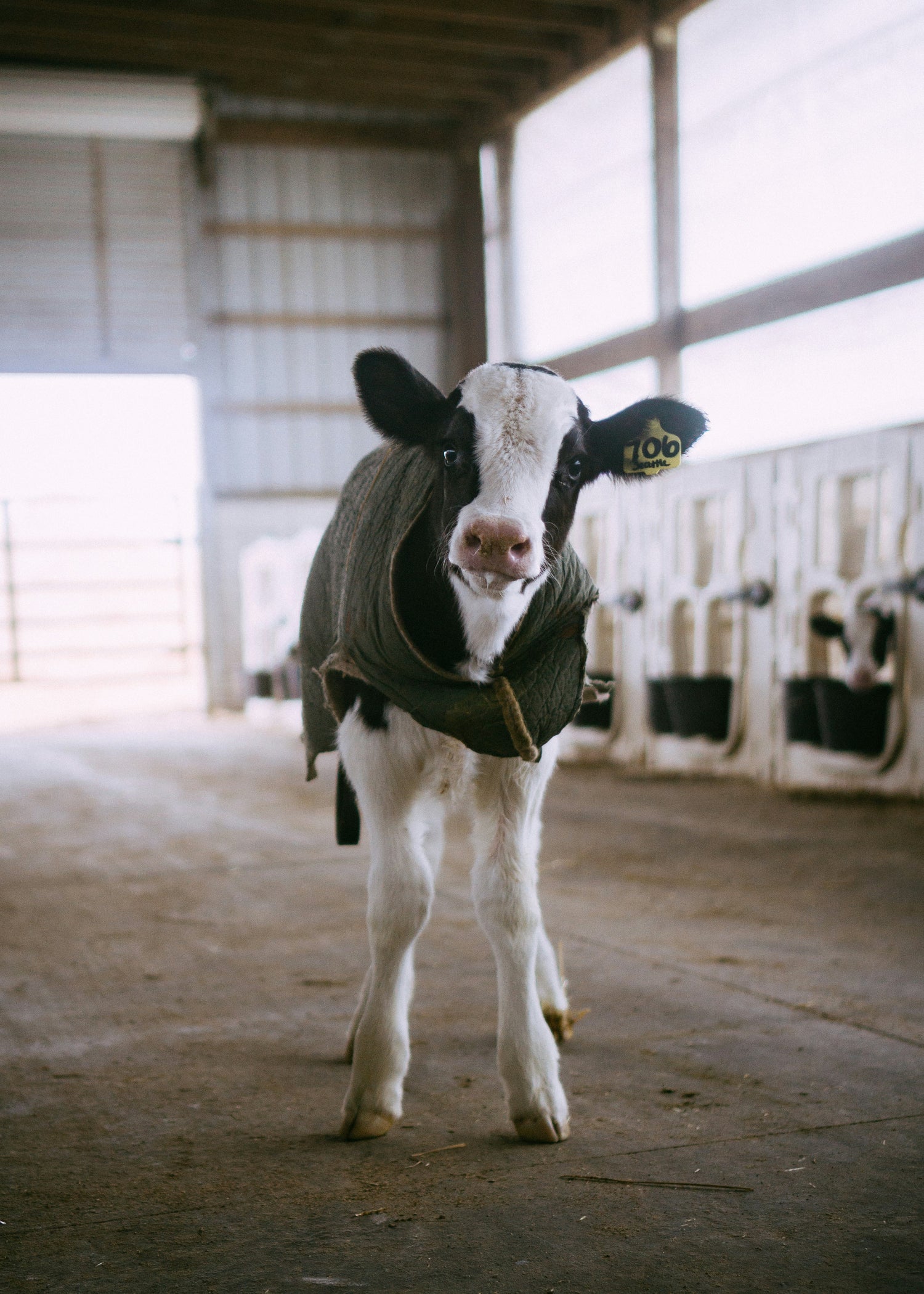 A young calf inside a Canadian barn