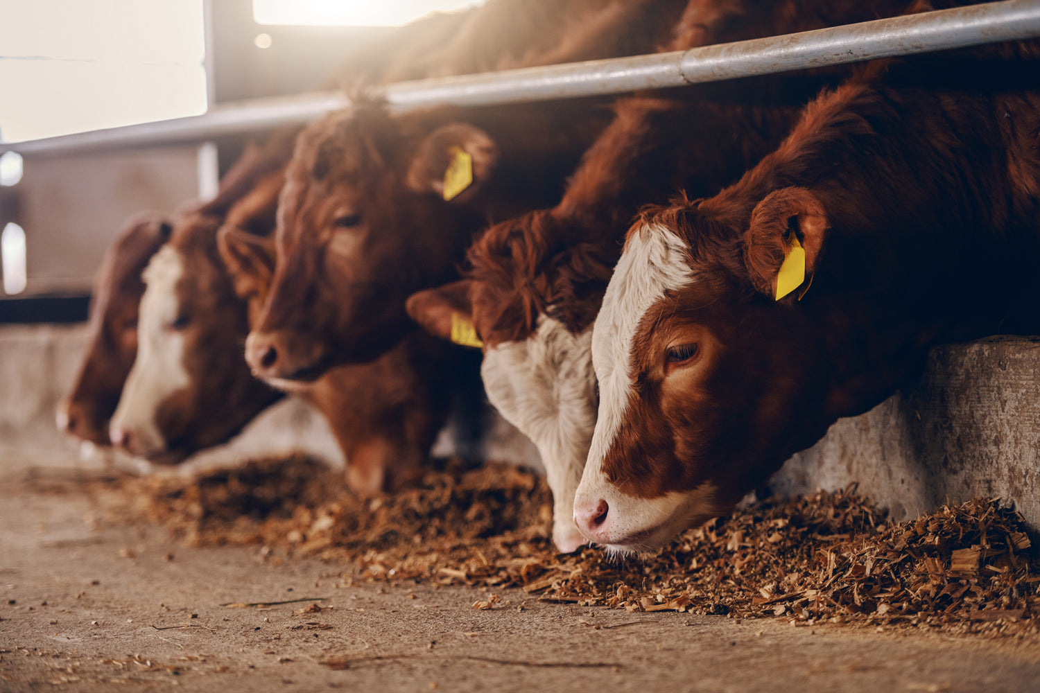 Cattle feeding in a barn
